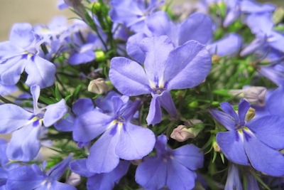 24bdd0c630b855d78869177dcc74afb6_s