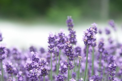 4479219a18db1d852109b25d5d3309e1_s