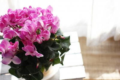 5353d86074079f6b360ccb60f57c93a4_s