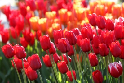 5c0c18fdcda47da8268e6f73f4303823_s