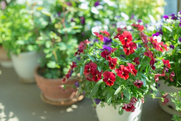 baa148ccfd5aab6a1b7869dc38cc12d4_s