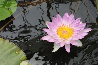 e6558a3381744ad136e41d80d665810d_s