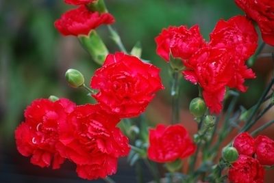 カーネーション