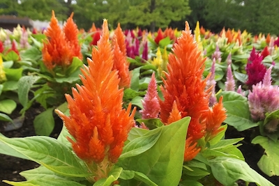 1da4ea28d39ed83ea1956e6dbb38afa6_s