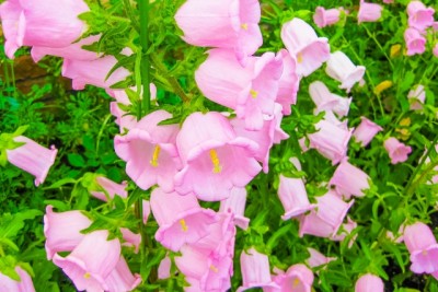 2d470db1fe474339179d64bd39564ae0_s