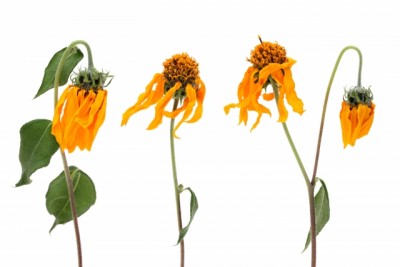 71ab820430fcfa6f634e17bf6f7e8159_s