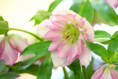 71da61fdbb23c18fa40155601c543a16_s