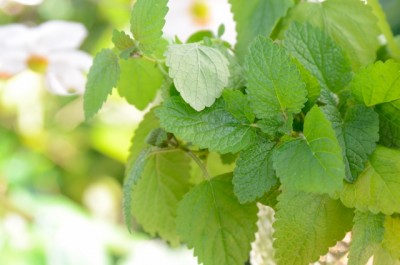 8d47bf8f5fd6e28e6c92e825c8cec8e0_s