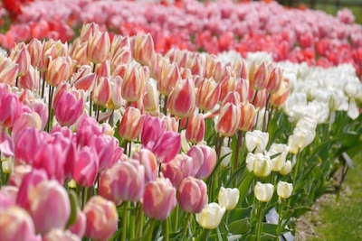 b40f63133465c872e26d863ade92f33b_s