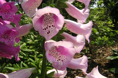 cc5b9b261899ccf11f8d6cfe4aabc5ea_s