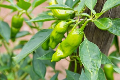 d03cc9f0f63a973aa116ff6fc0fd059e_s