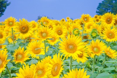 ef397107afe66fc27db2e22466d7518a_s