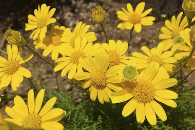 ユリオプスデージー